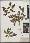 Foto von Salix appendiculata Vill. x Salix aurita L.
